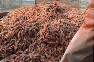 En imágenes. Así se tiraron 500.000 kilos de langostinos por un conflicto