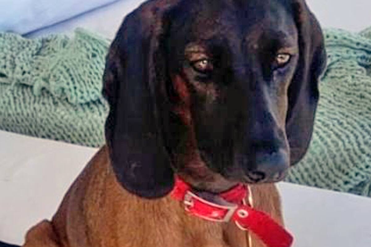 Se perdió la cachorrita de Polito Pieres