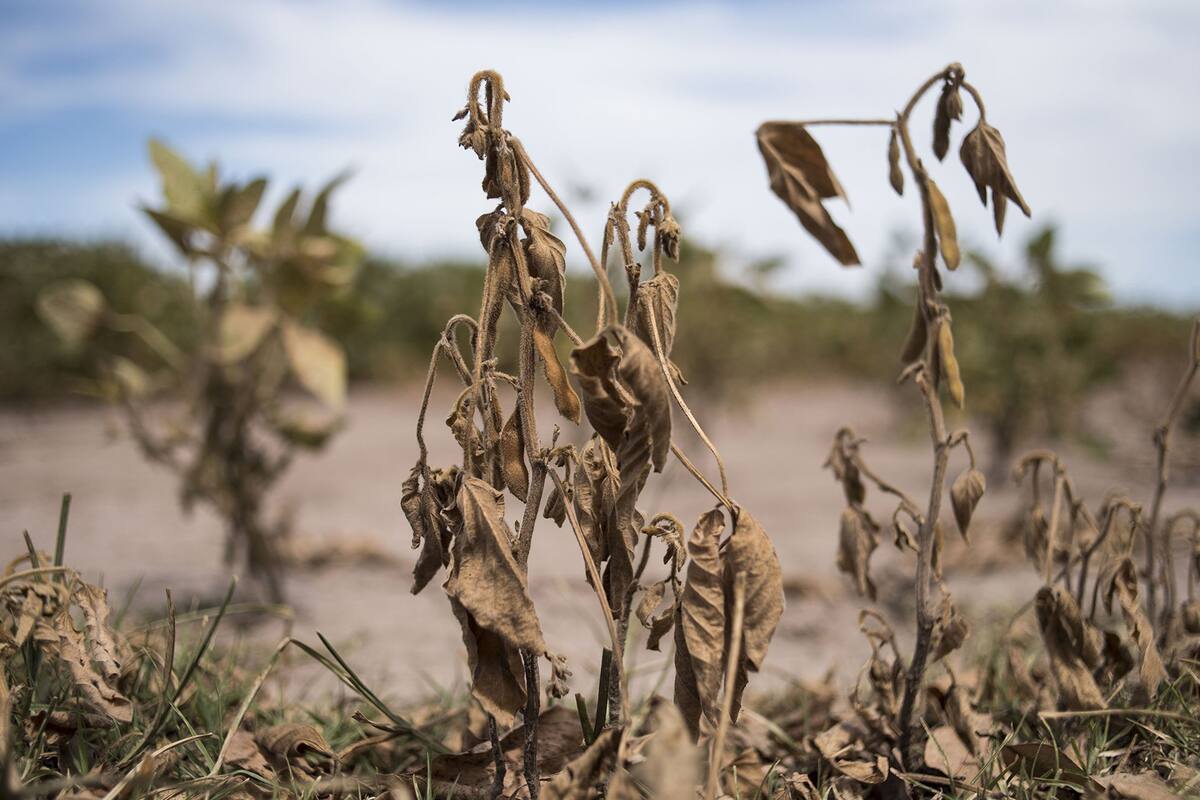 Se pierden dos tercios de la cosecha