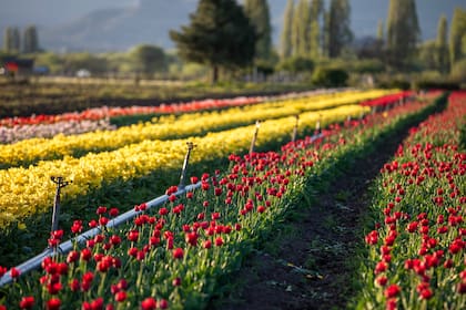 “Se planta en mayo y se cosecha en enero. Octubre es el mes de floración hasta los primeros días de noviembre en que se cortan todas esas flores, que van quedando en el camino porque no sirven para otra cosa. Después seguimos regando hasta diciembre, cuando se seca el cultivo y hay que levantar los bulbos”, explica el dueño.