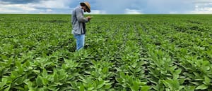 Avanza la cosecha estadounidense y achata los precios del maíz y de la soja