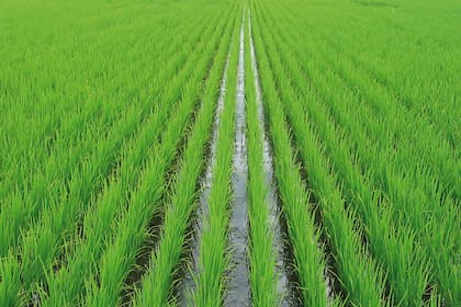 En 2007, se expandieron en el negocio de arroz en la Argentina, incorporando tierras, dos molinos de procesamiento y la marca comercial Molinos Ala para el mercado doméstico