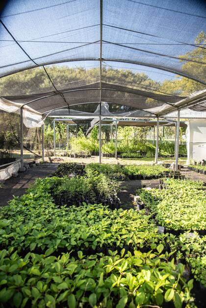 Se producen los plantines para muchos proyectos de la ciudad, además del CIFA