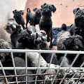 Desaparecieron miles de perros en Corea del Sur antes de que entre en vigencia la prohibición de carne canina