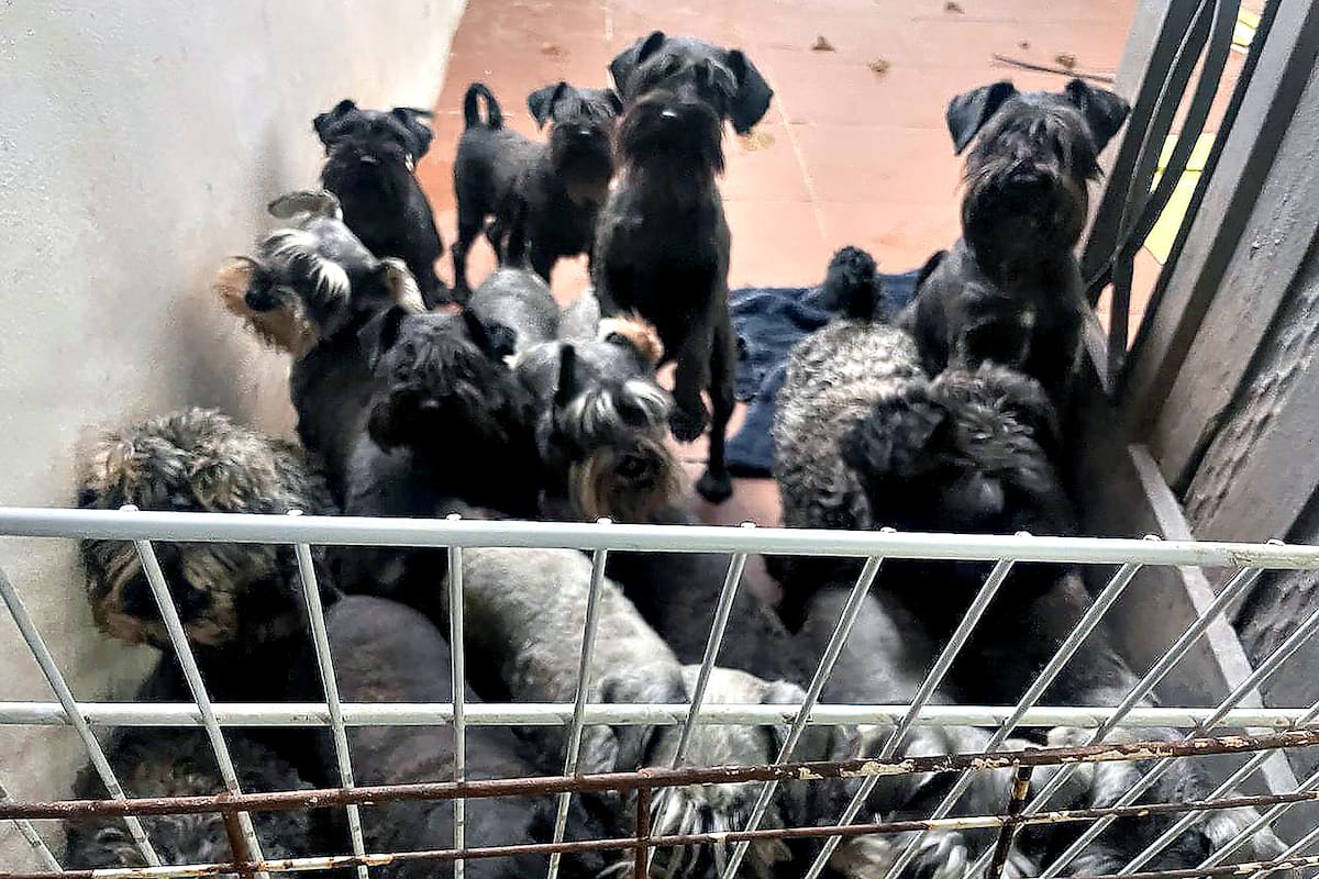 Se prohibió su consumo: en Corea del Sur se preguntan dónde están los perros que estaban en criaderos.