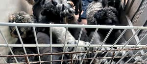 Desaparecieron miles de perros en Corea del Sur antes de que entre en vigencia la prohibición de carne canina