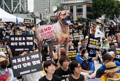 Se prohibió su consumo: en Corea del Sur se preguntan dónde están los perros que se encontraban en criaderos.
