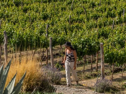 Se pronostican cerca de 18 millones de quintales de producción