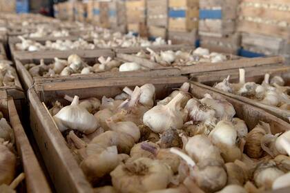 Se prorrogó una tasa extra al ajo chino que beneficia a la producción local