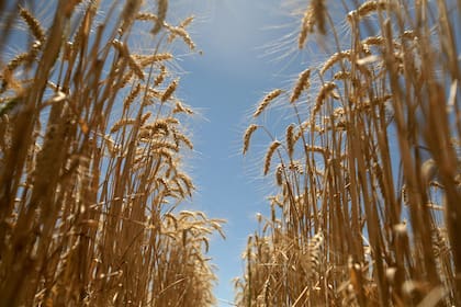 Se proyecta un volumen de 21 millones de toneladas para el próximo ciclo