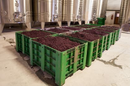 Se proyecta una caída en la producción de entre 15% y 20% para este año