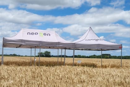 Se proyecta una campaña bajo la influencia de la fase ENSO “Niño”, lo que implicaría una mayor humedad y, en consecuencia, una altísima presión de enfermedades