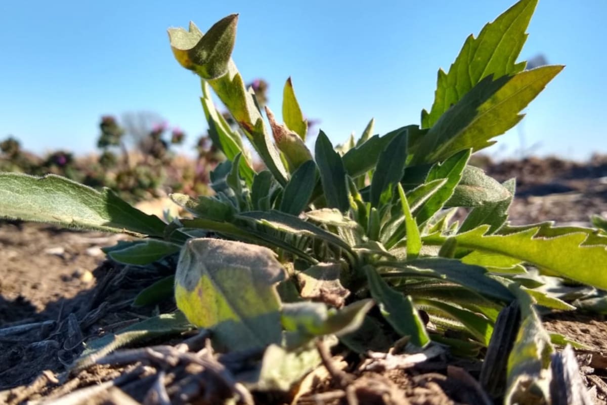 Se publicó un panorama detallado sobre la situación de malezas, enfermedades e insectos según monitoreos en 12 zonas productivas de la Argentina