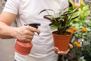 Se puede cuidar las plantas de los hongos con una mezcla casera
