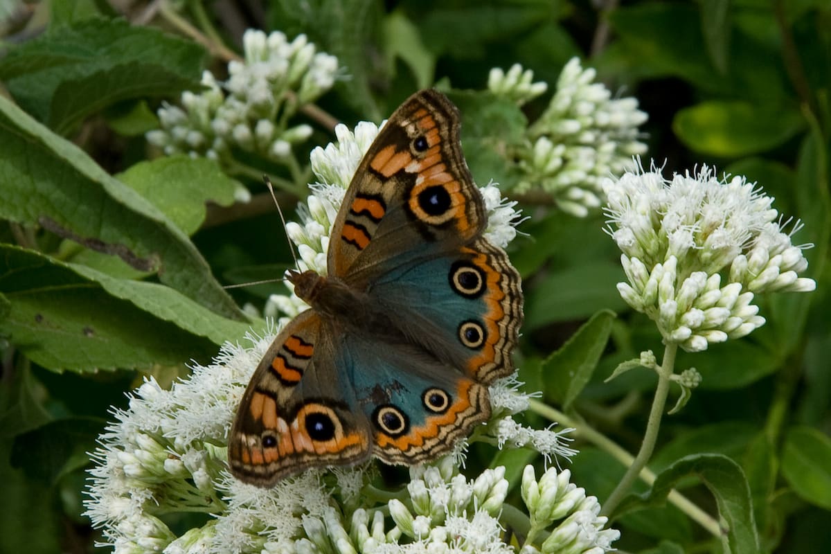 Se puede cultivar tanto en el jardín como en macetas en balcones o terrazas; el aroma de sus flores es irresistible para las mariposas