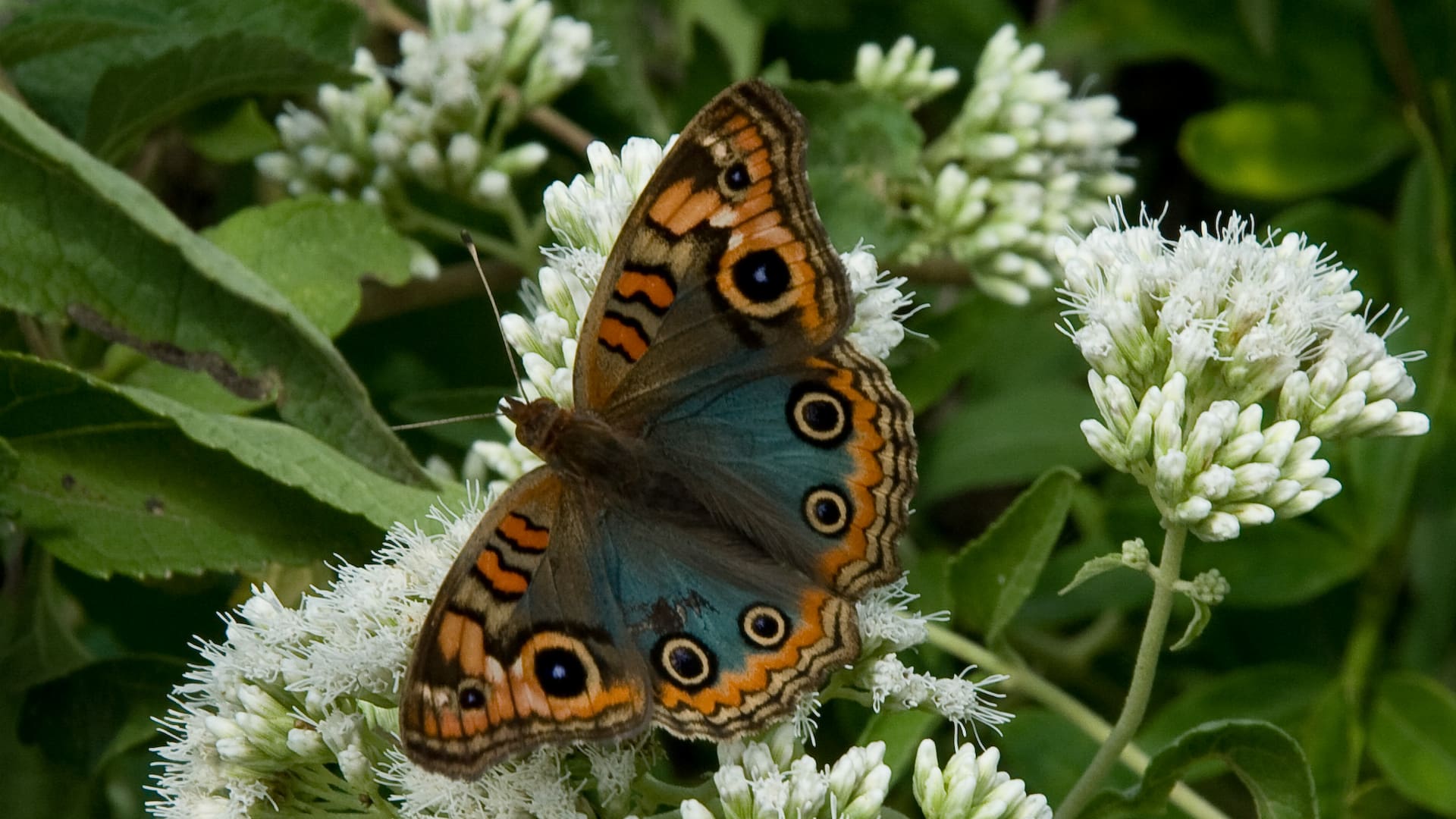 Se puede cultivar tanto en el jardín como en macetas en balcones o terrazas; el aroma de sus flores es irresistible para las mariposas