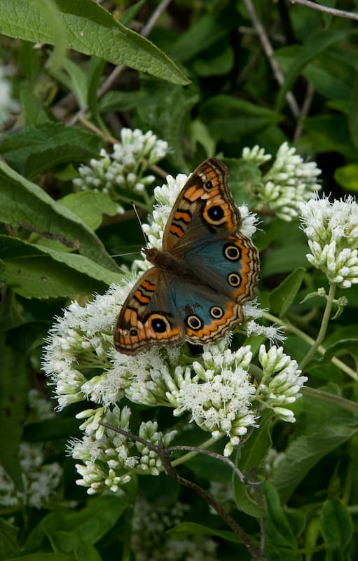 Se puede cultivar tanto en el jardín como en macetas en balcones o terrazas; el aroma de sus flores es irresistible para las mariposas