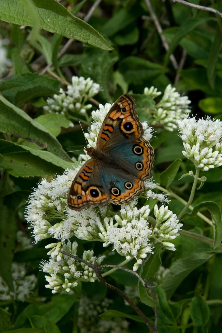 Se puede cultivar tanto en el jardín como en macetas en balcones o terrazas; el aroma de sus flores es irresistible para las mariposas