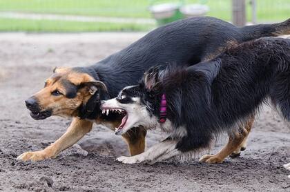 ¿Se puede demandar a una persona en EE.UU. por los daños causados por su perro?