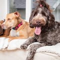 El lugar del mundo que limitó por ley la cantidad de mascotas que pueden vivir en una casa
