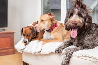 El lugar del mundo que limitó por ley la cantidad de mascotas que puede vivir en una casa