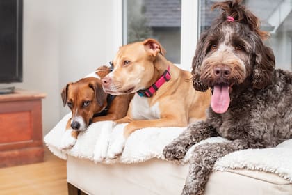 Se puede tener hasta cuatro en casas unifamiliares y solo dos en departamentos