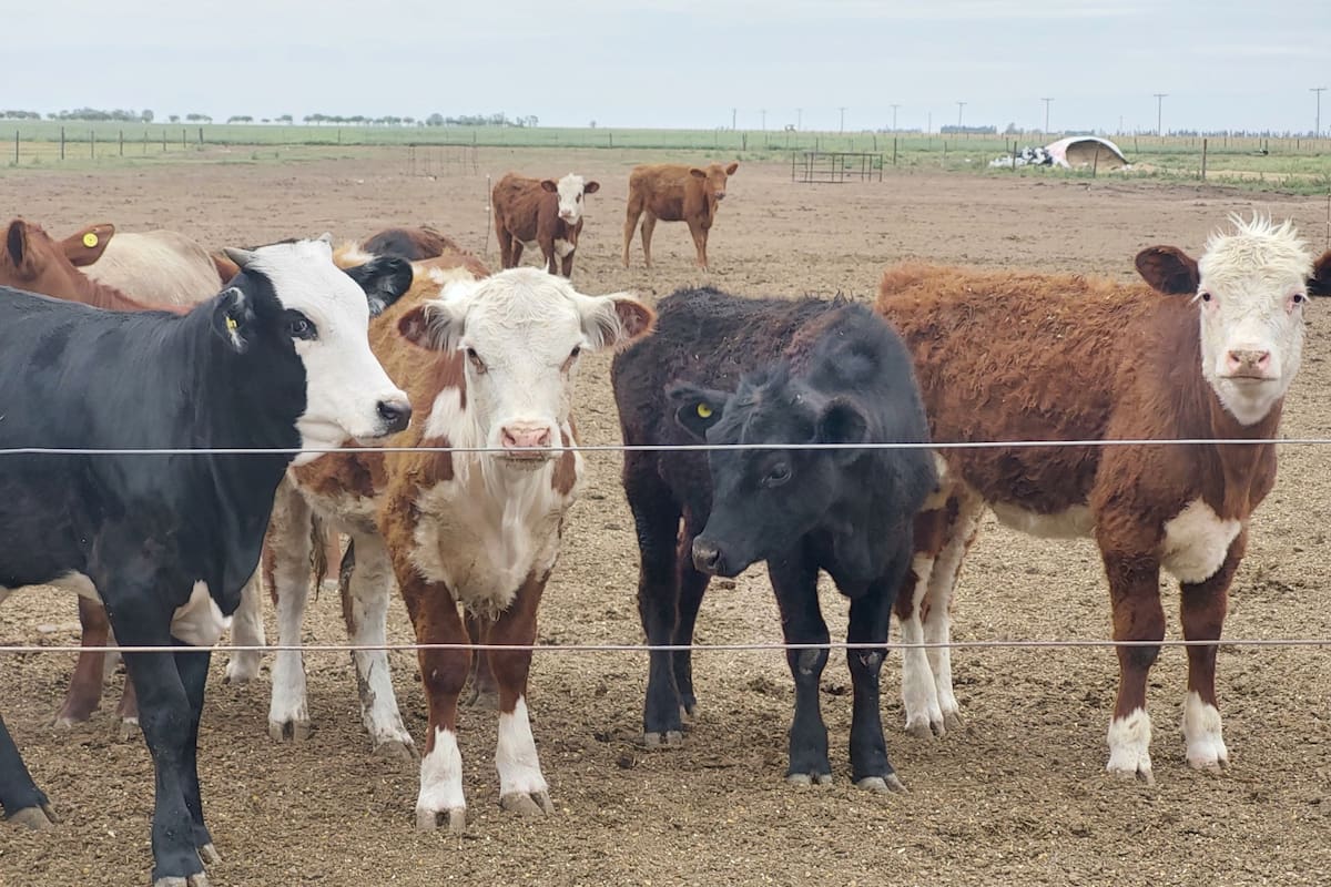 Se puede venderlas para invernada a un valor del orden de 597 dólares por cabeza