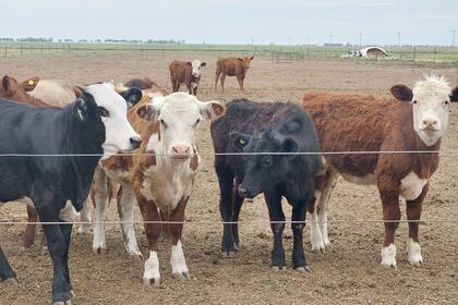 Se puede venderlas para invernada a un valor del orden de 597 dólares por cabeza