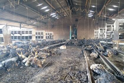 Se quemaron 11 galpones con 60 mil animales reproductoras