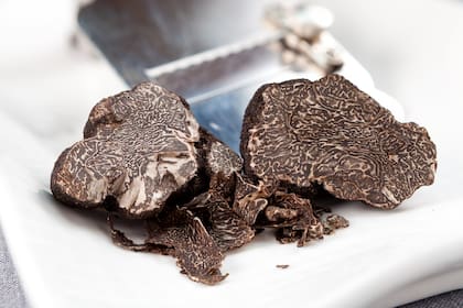 Se rallan sobre pastas, se fusionan con huevos o carnes, se destilan en aceites y hasta se convierten en mieles o mantecas trufadas. Pero sobre todo, se celebran. Por eso figuran en los menús más exclusivos del mundo.