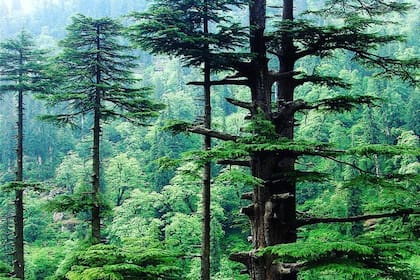 Se realiza un plan de conservación (Foto Instagram @globaltreeinitiative)