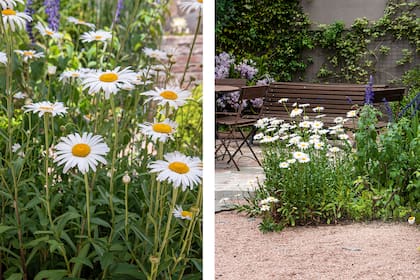 Se realizaron macizos de margaritones (Leucanthemum maximum) acompañados de salvias ‘Indigo Blue’ en las esquinas