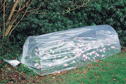 Se recomienda empezar a preparar protecciones de plantas sensibles al frío.