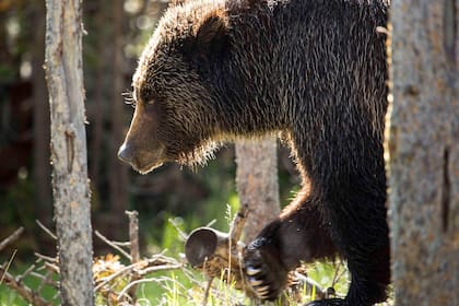 Se recomienda permanecer a una distancia de más de 100 metros de estos animales