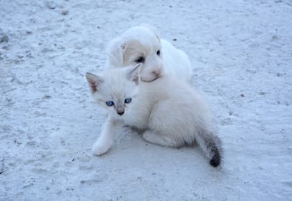Se recomienda realizar la introducción desde que los animales son cachorros