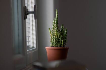 ¿Se recomienda tener cactus en la habitación? (Foto: PEXELS)