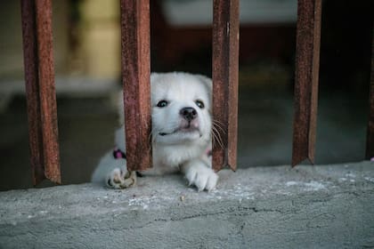 Se recomienda tener en cuenta la edad de la mascota antes de dejarla sola. Si esta es cachorra, no se deberían exceder los 120 minutos
