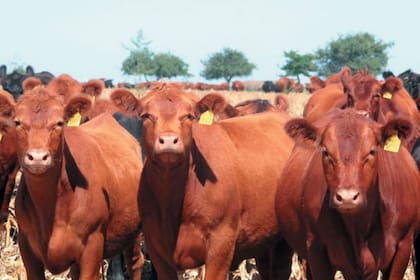 Se recomiendan recrías largas donde los kilos producidos a pasto sean económicos y luego ingresar los animales desarrollados para terminación