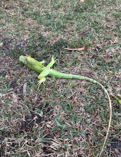 Se registra una "lluvia de iguanas" en Florida