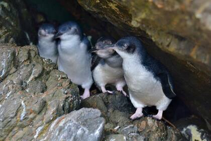 Se registraron alrededor de 500 pingüinos muertos