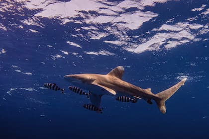 Se registraron dos ataques de tiburones en una playa de Florida