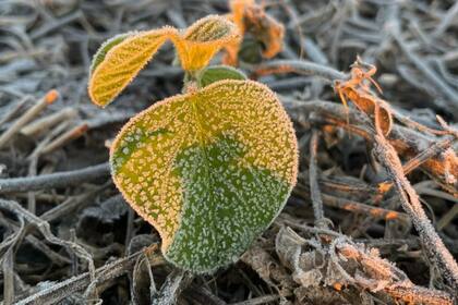Se registraron heladas en la región agrícola central