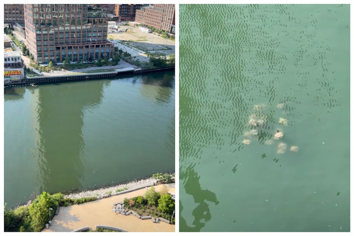 Se registró un avistamiento de rayas en el Newton Creek, el canal de agua en Nueva York considerado de los más contaminados de EE.UU.