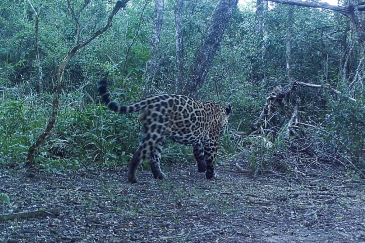 Se registró un nuevo yaguareté en el Parque Nacional Río Pilcomayo