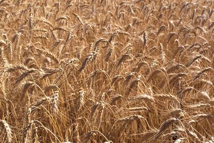 Se requiere mejor nutrición