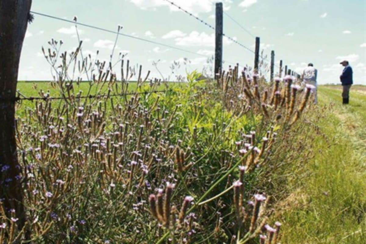 Se requiere una atención permanente por malezas