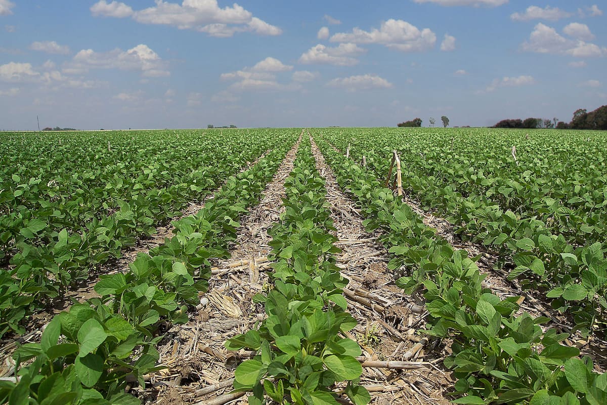 Se requieren nuevas estrategias para evitar la expansión de las malezas