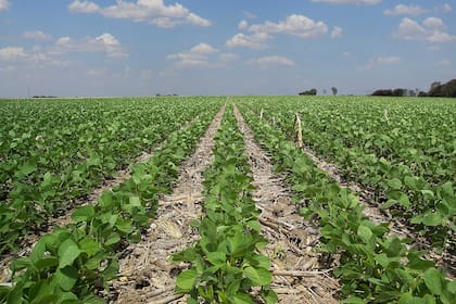 Se requieren nuevas estrategias para evitar la expansión de las malezas