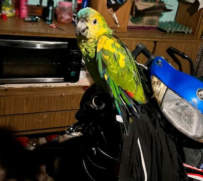 Se rescataron 88 aves durante el operativo
