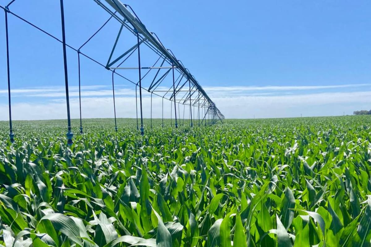 Se riegan aproximadamente entre 800 y 900 milímetros en todo el ciclo del maíz